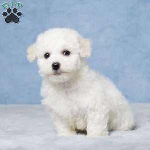 Benji, Bichon Frise Puppy